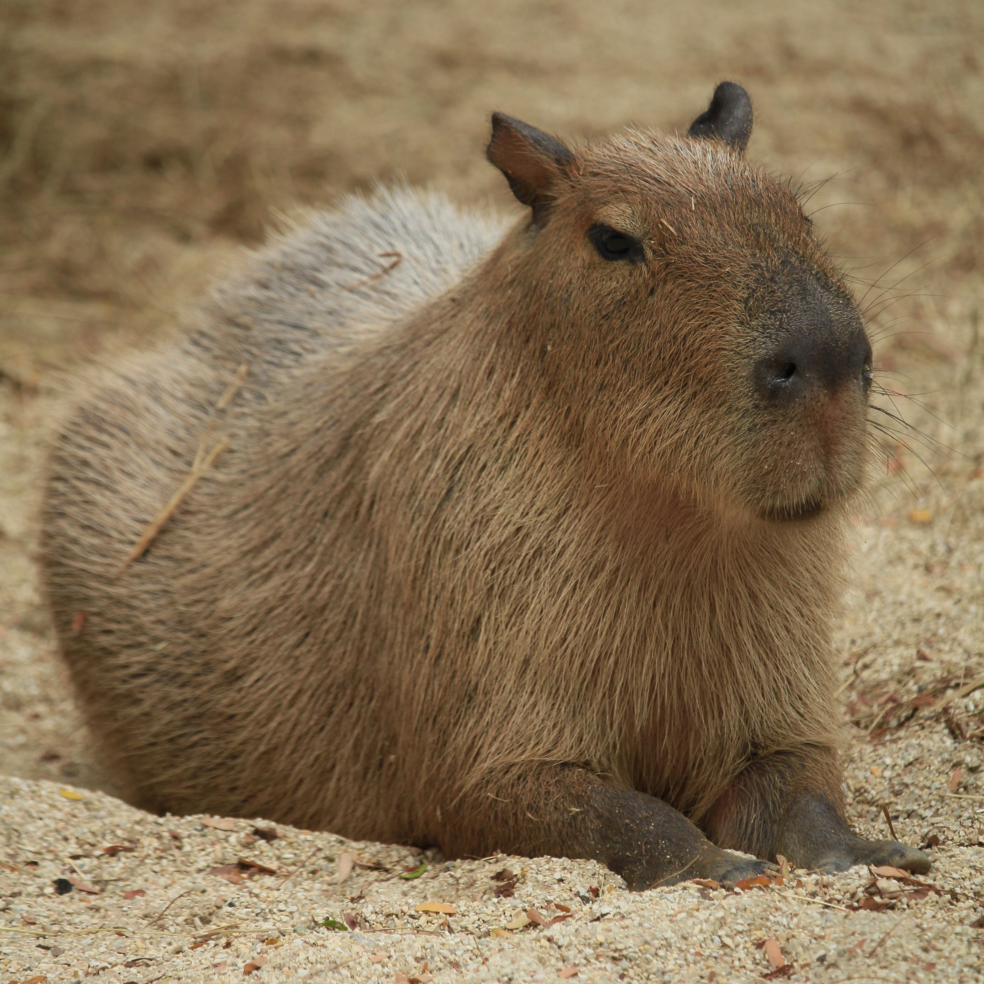 Capybara OTM