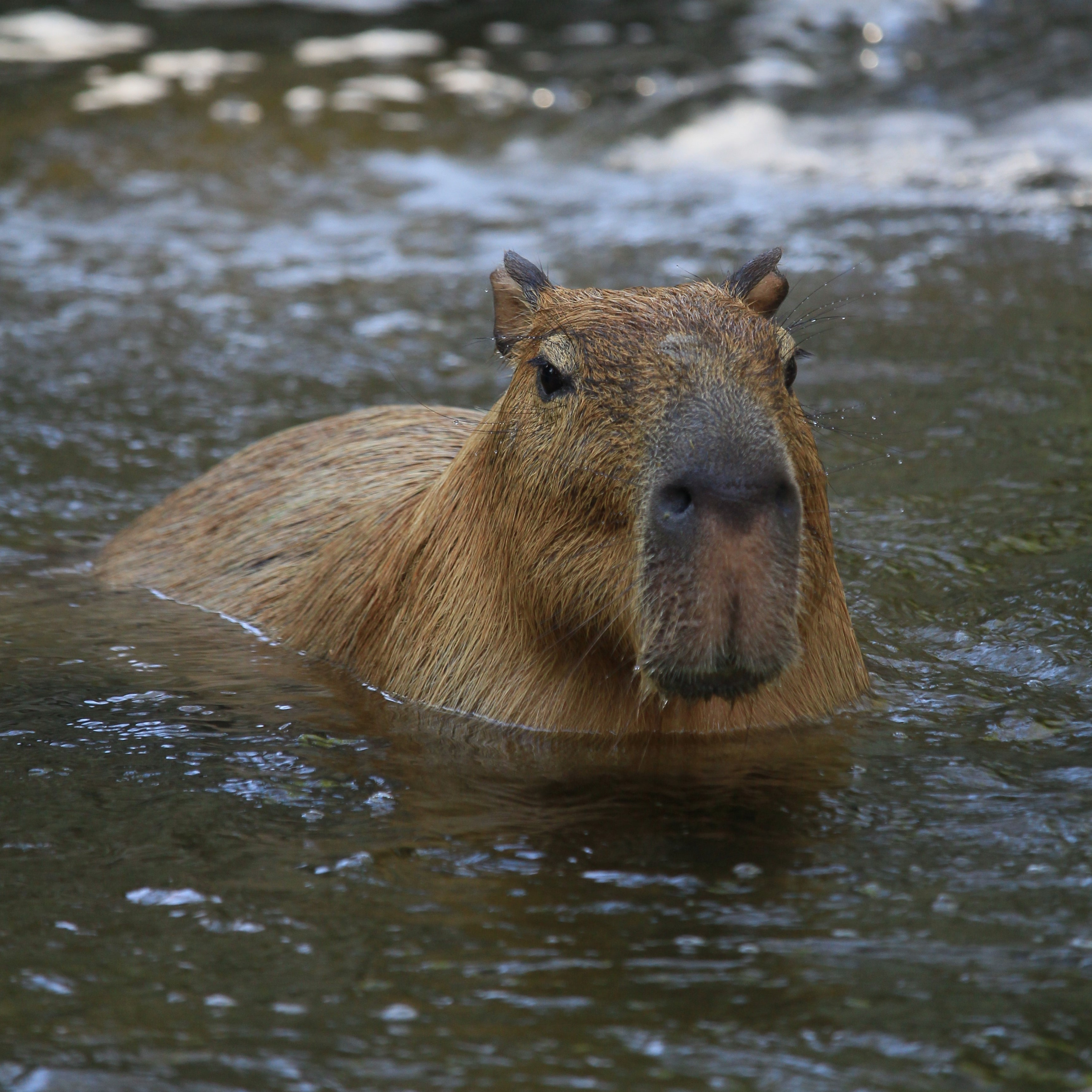 Capybara OTM