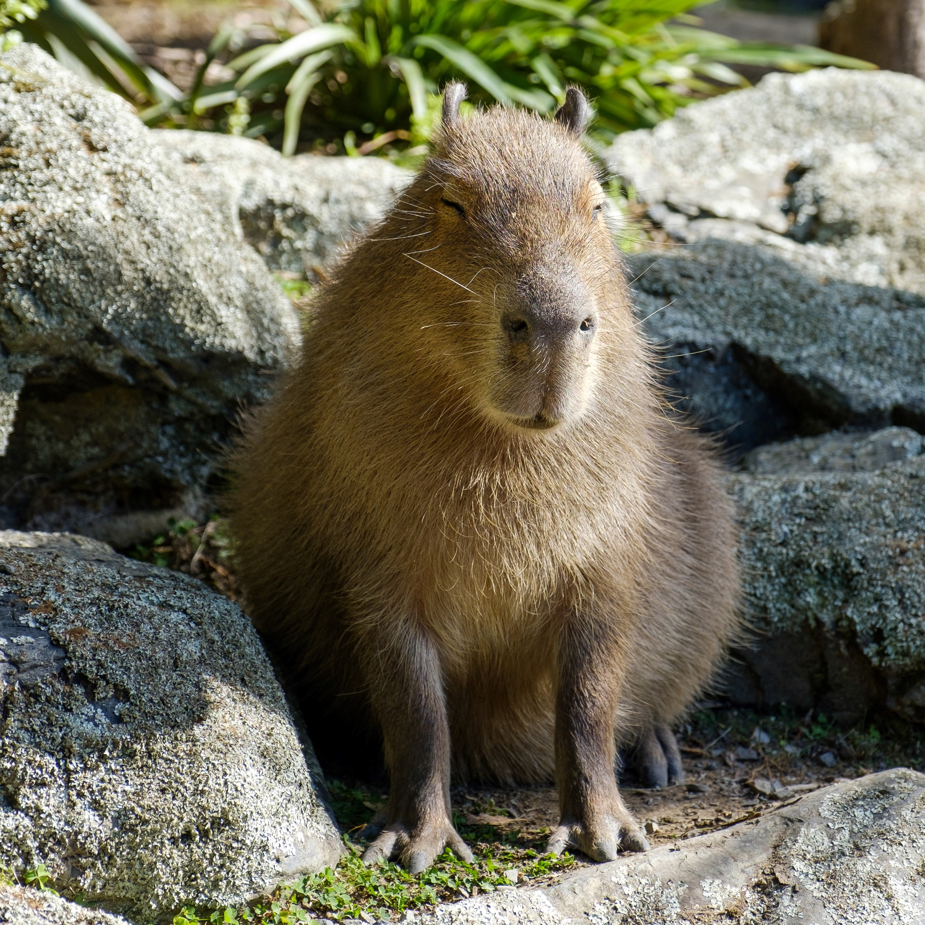 Capybara OTM