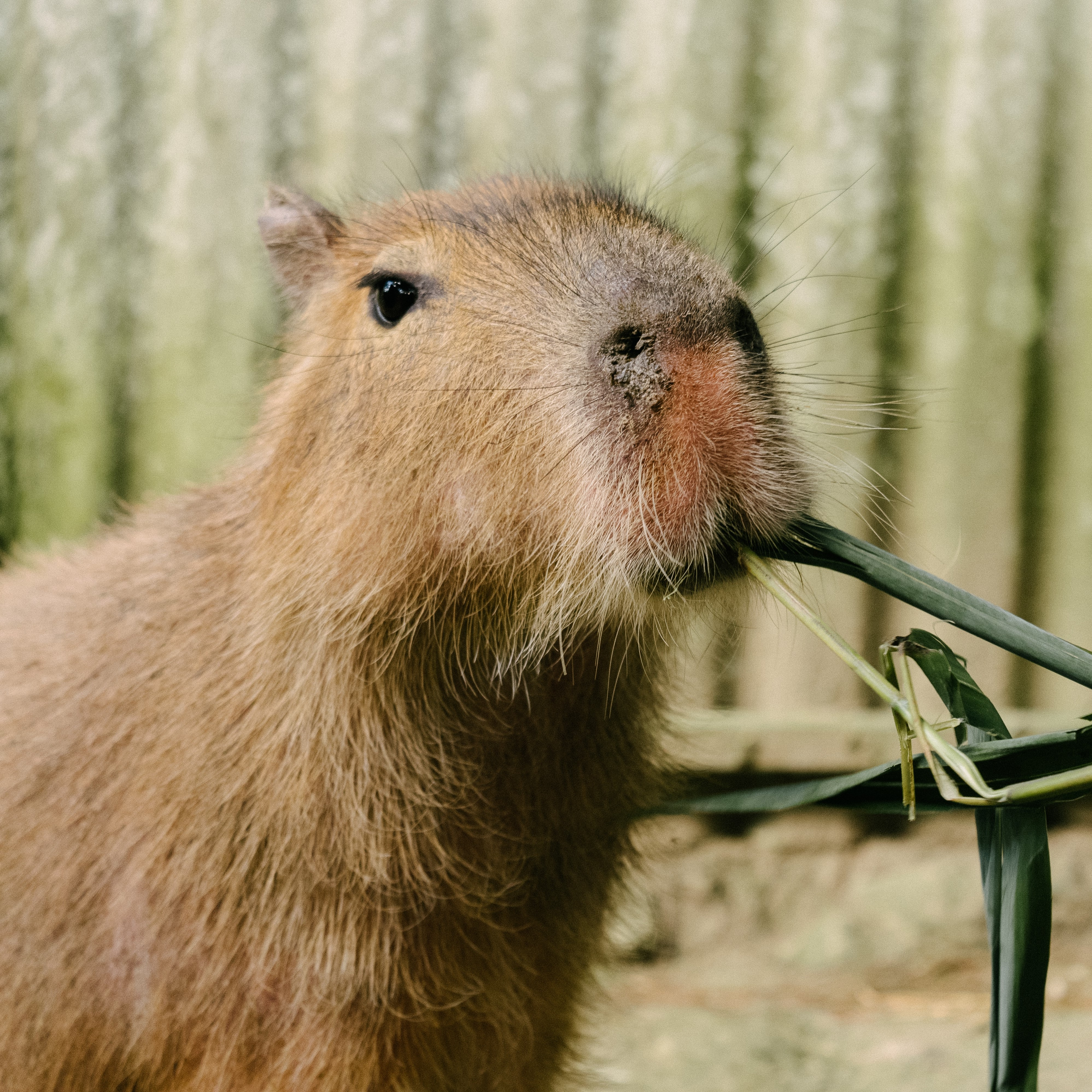 Capybara OTM