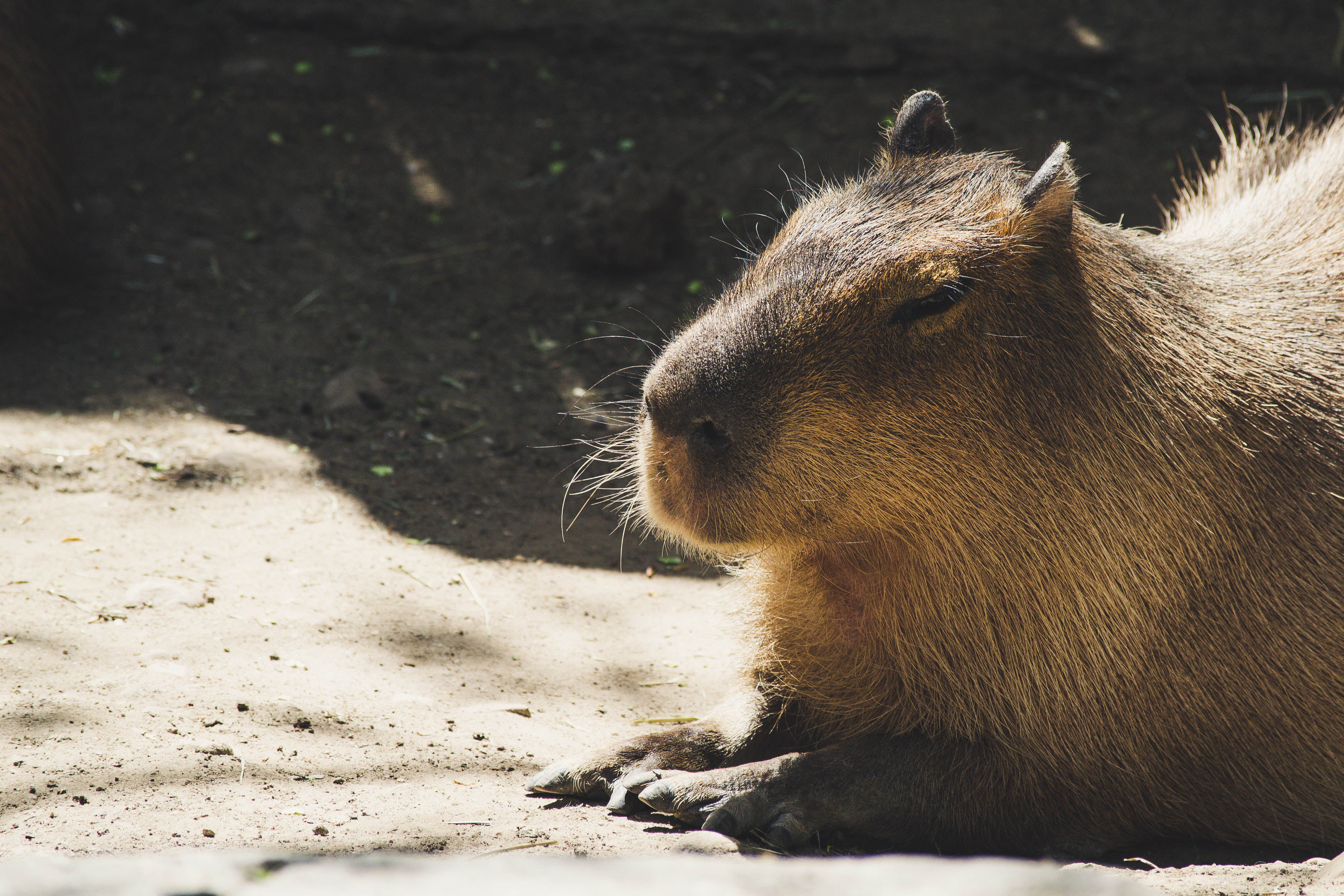 Capybara!